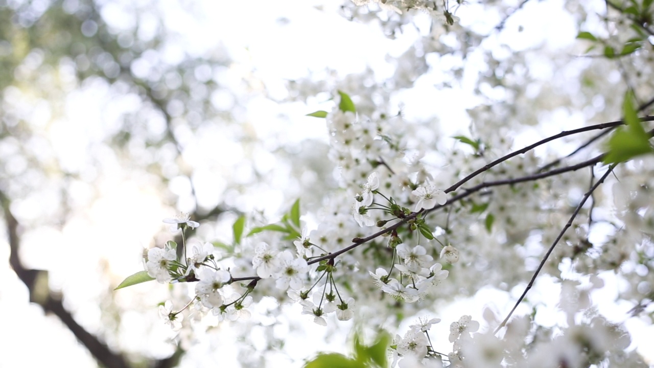 春天的花朵樱桃。盛开的特写。自然觉醒。花在风中摇摆。视频下载