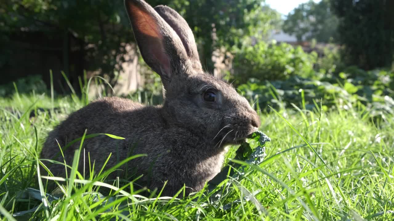 一只灰色的小家兔正在花园里吃卷心菜叶和绿草。视频下载