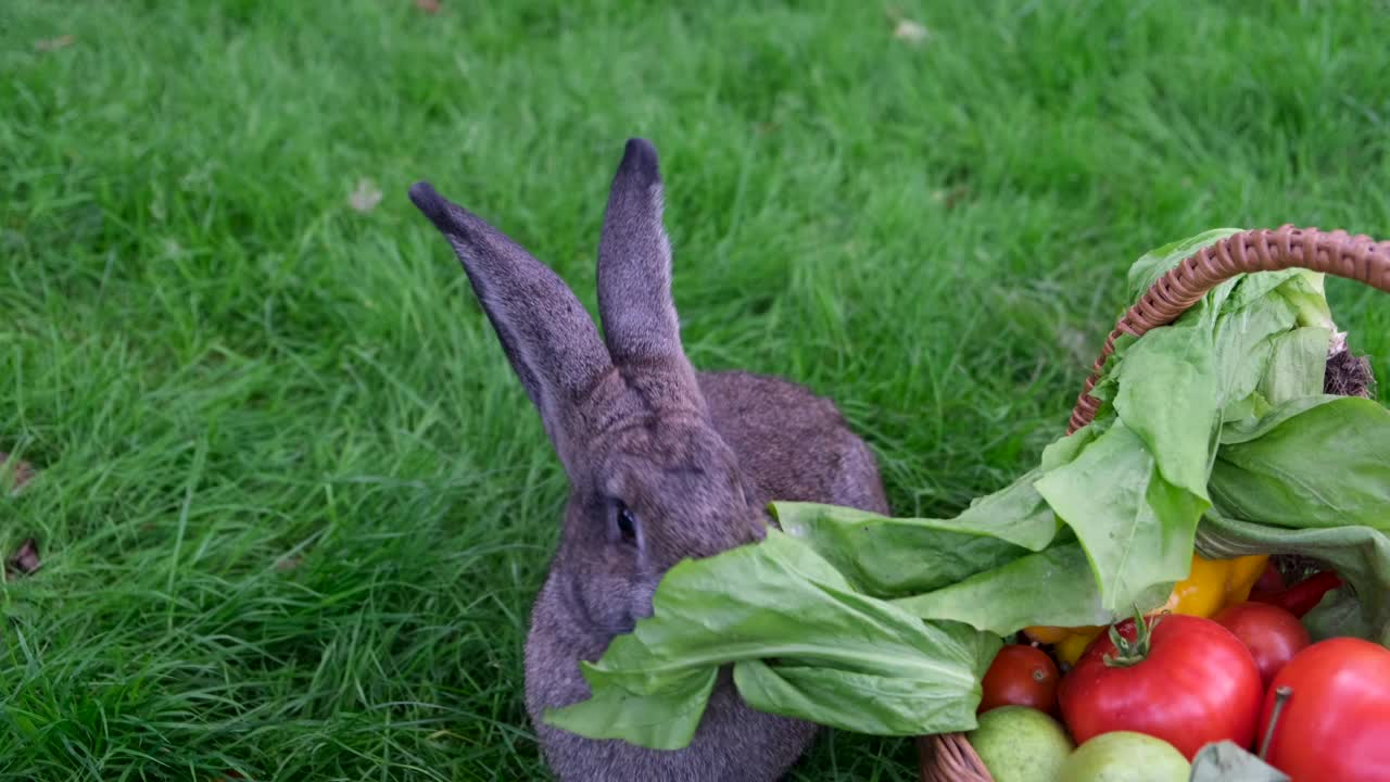 绿色的草地上，一只家养的灰色兔子正在吃一个装满新鲜水果和蔬菜的篮子里的莴苣叶。视频下载