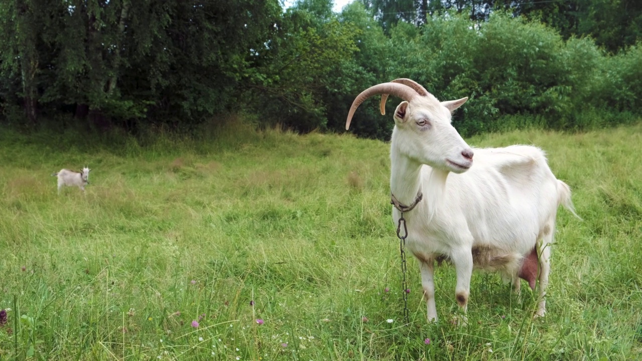 在草地上吃草的白色山羊的肖像。在特写镜头中，这只动物看着镜头，摆动着它的耳朵。视频下载