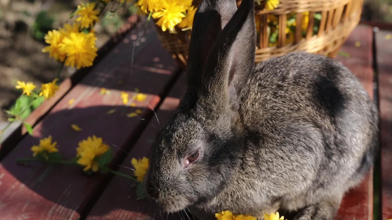长耳朵的小灰兔在吃木制背景上的黄花视频下载