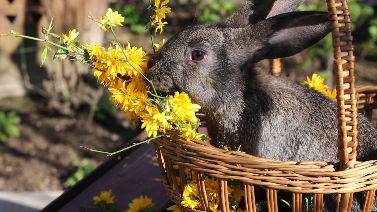 长着长耳朵的小灰兔，在一个有黄色花朵的篮子里视频下载