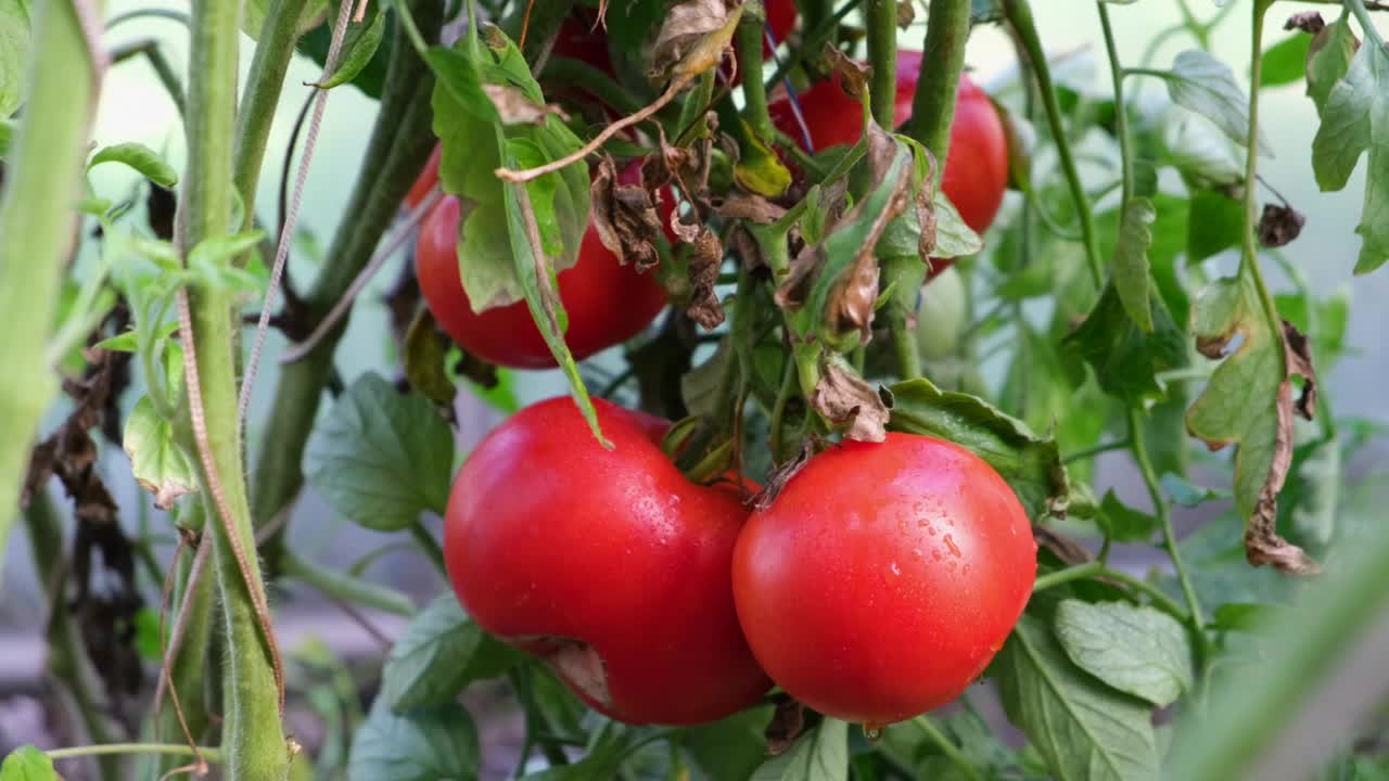 农民的手采摘西红柿生长在植物西红柿蔬菜枝头在温室。种植收获作物有机健康食品温室园艺概念。视频下载