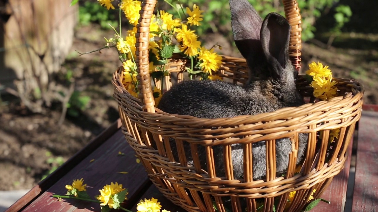 长着长耳朵的小灰兔，在一个有黄色花朵的篮子里视频下载