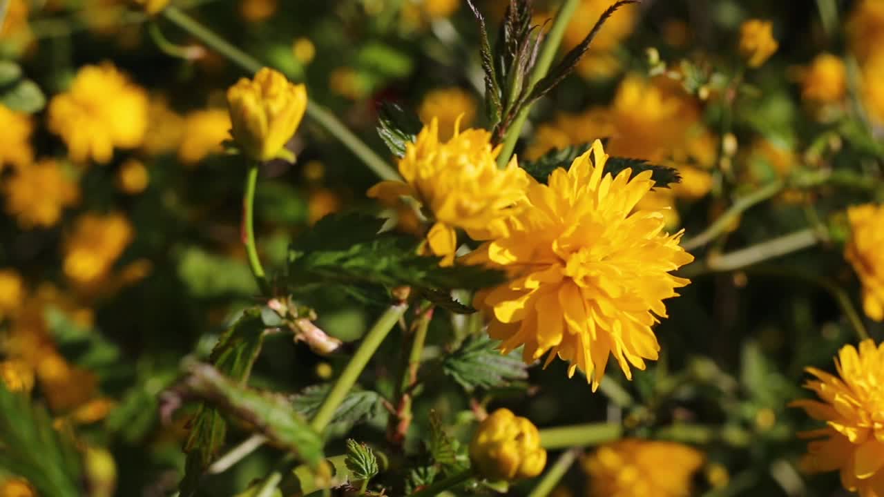 春天的花。盛开的黄色花朵的特写。自然背景。花在风中摇摆。视频下载