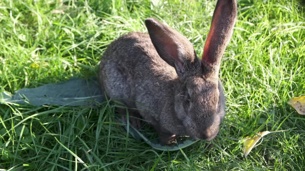 一只灰色的小家兔正在花园里吃卷心菜叶和绿草。视频下载