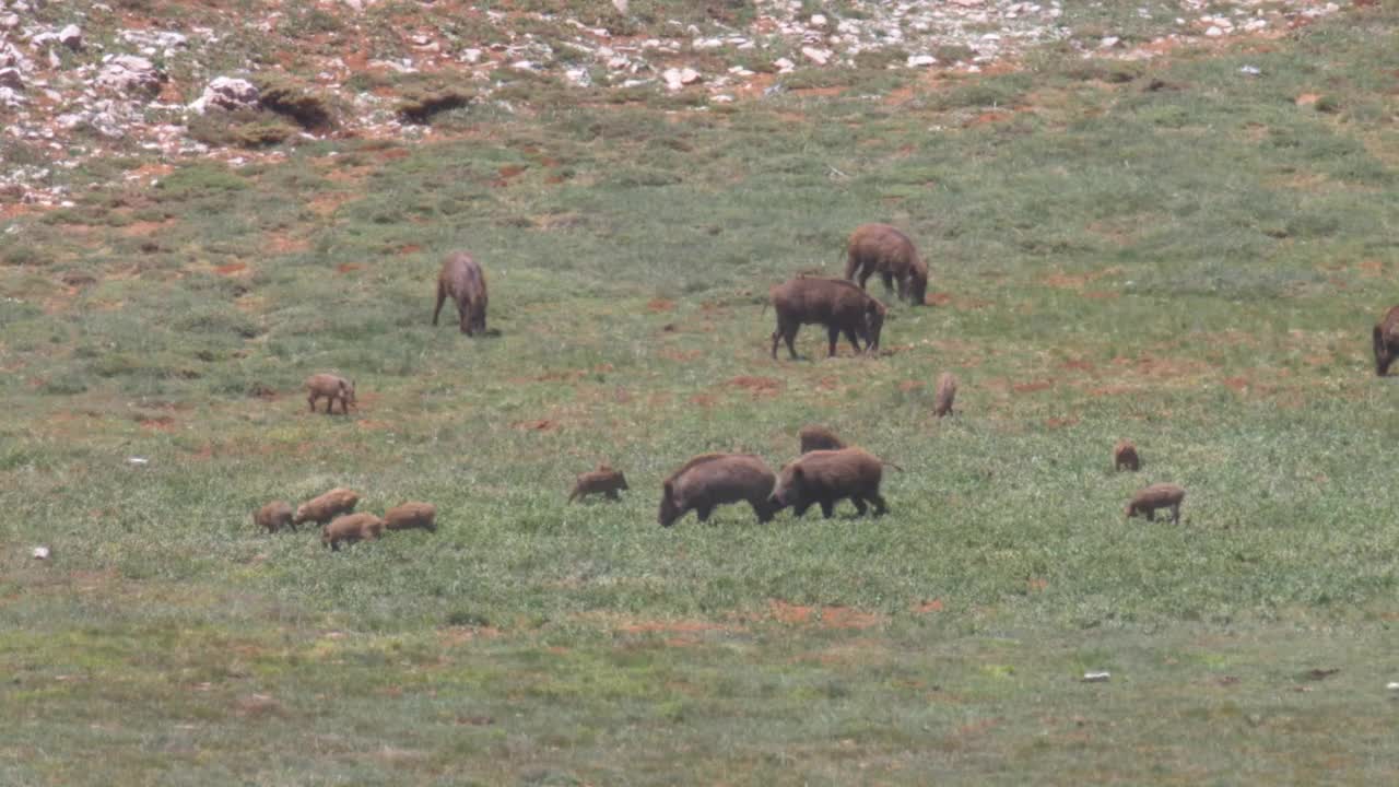 黑门山山谷的野猪家族视频素材