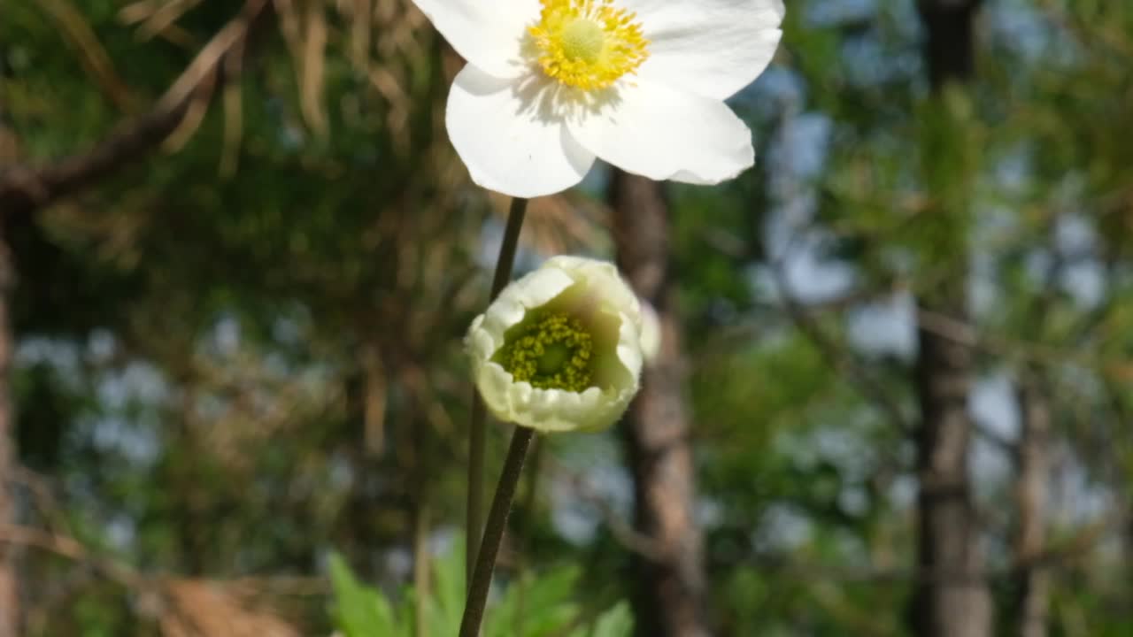 春天的第一天，银莲花在森林里开出白花视频素材