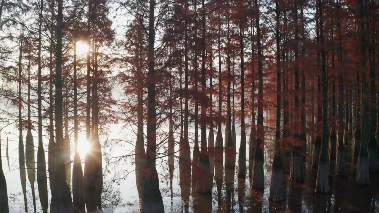 早晨阳光穿过红树林视频下载