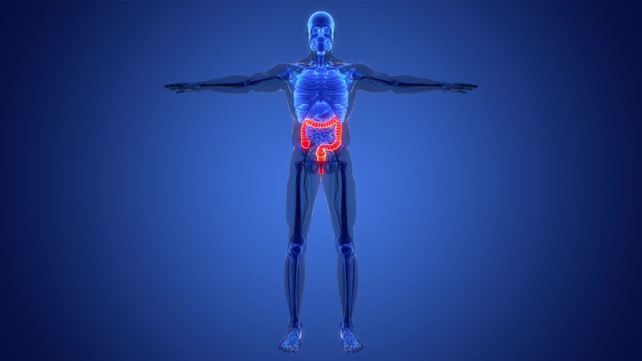 人体消化系统大肠解剖动画概念视频素材