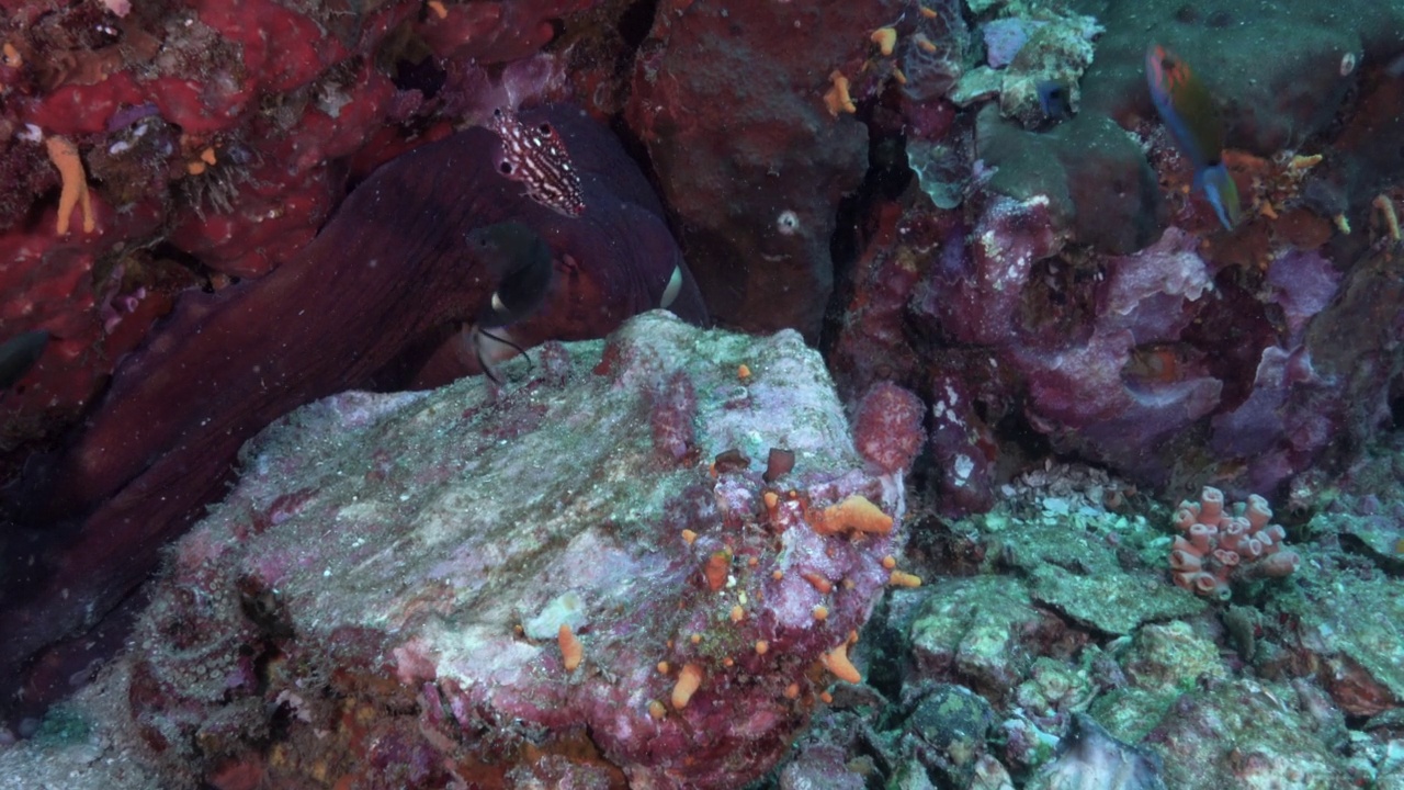 水下暗礁章鱼捕食蚁鱼视频素材