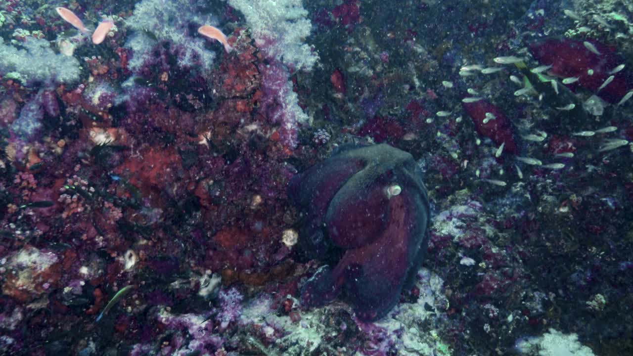 章鱼在泰国珊瑚礁的水下行走视频素材