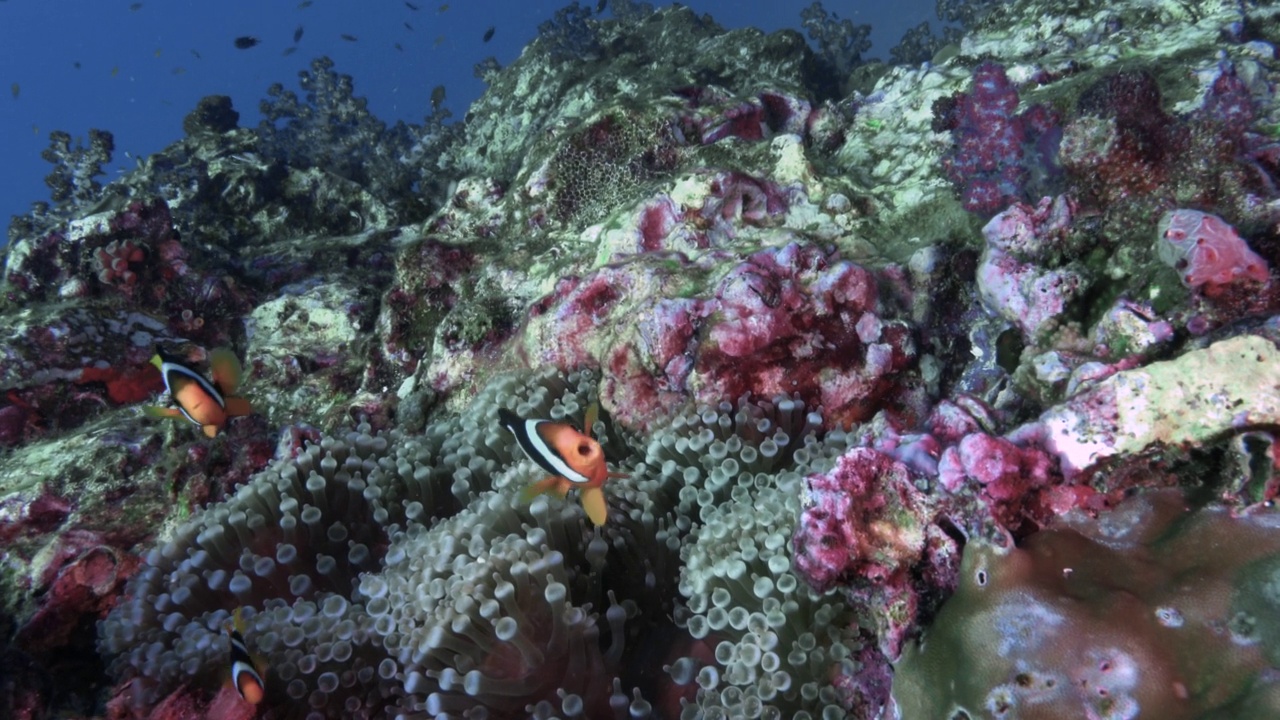 泰国，小丑鱼保卫海葵视频素材