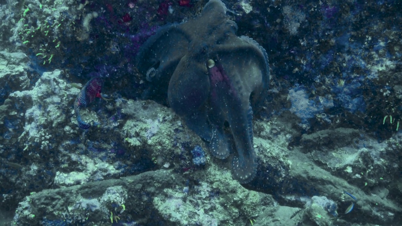章鱼在水下的热带珊瑚礁上游泳视频素材