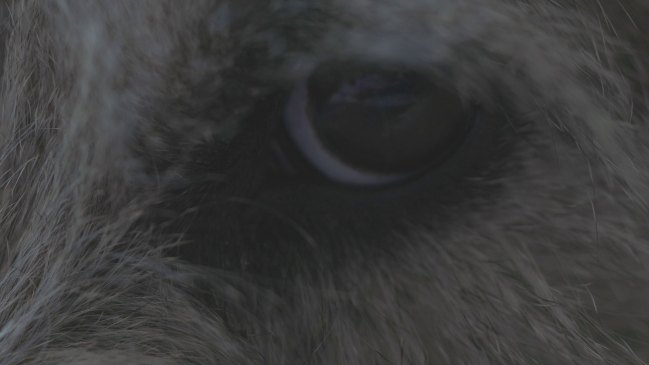 狗的眼睛的极端特写，疲倦，可爱的梗。视频下载