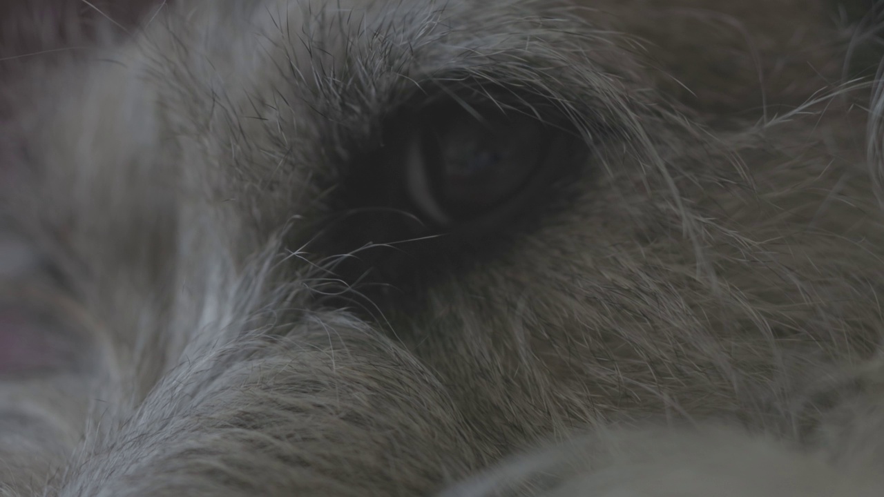宏观特写景深:长毛狗的眼睛细节。梗。视频下载