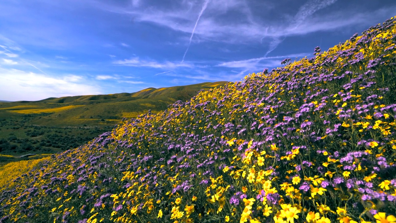 春季，加州中部的苏打湖和库山附近的野花在降雨后“超级开花”视频素材
