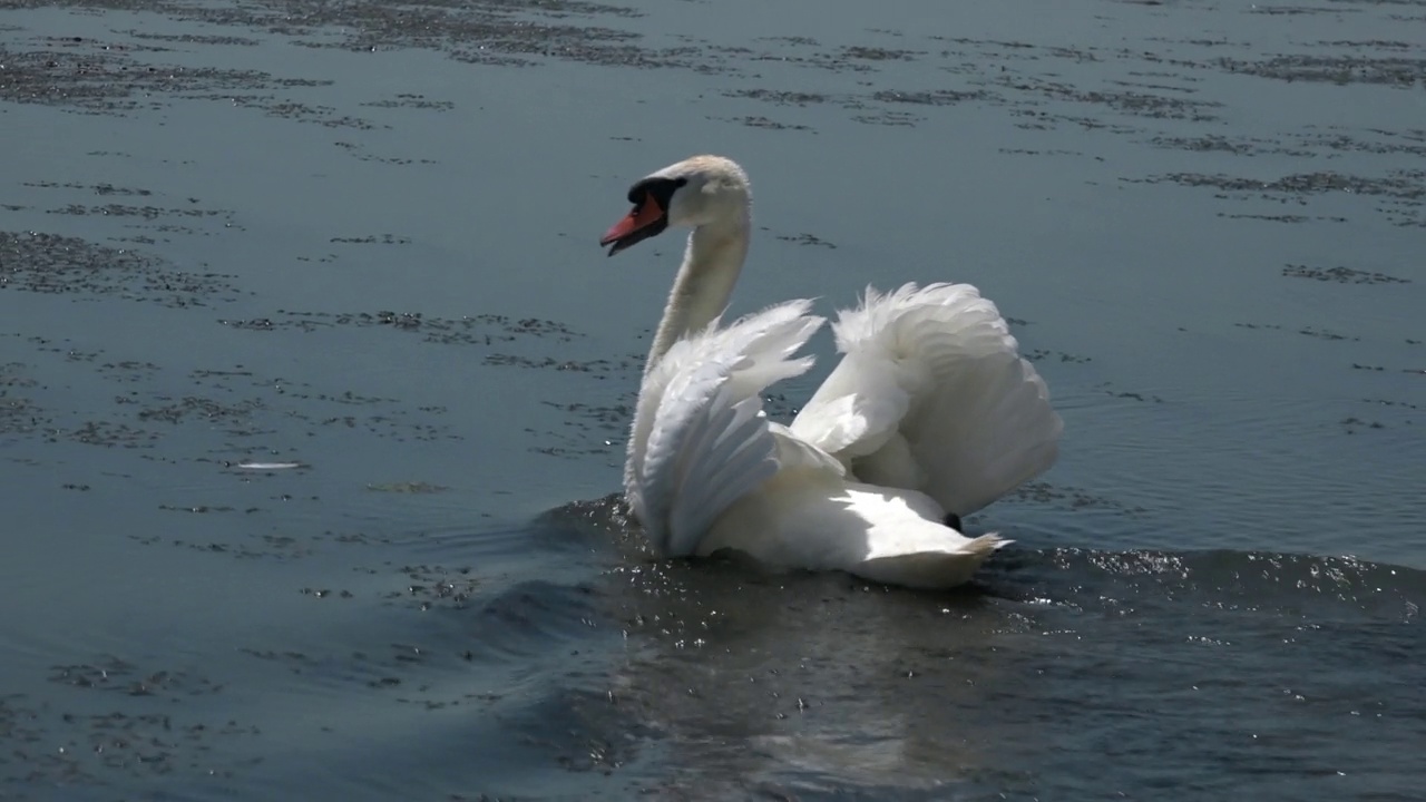白天鹅在水上一起作为忠诚和爱情的概念。视频素材