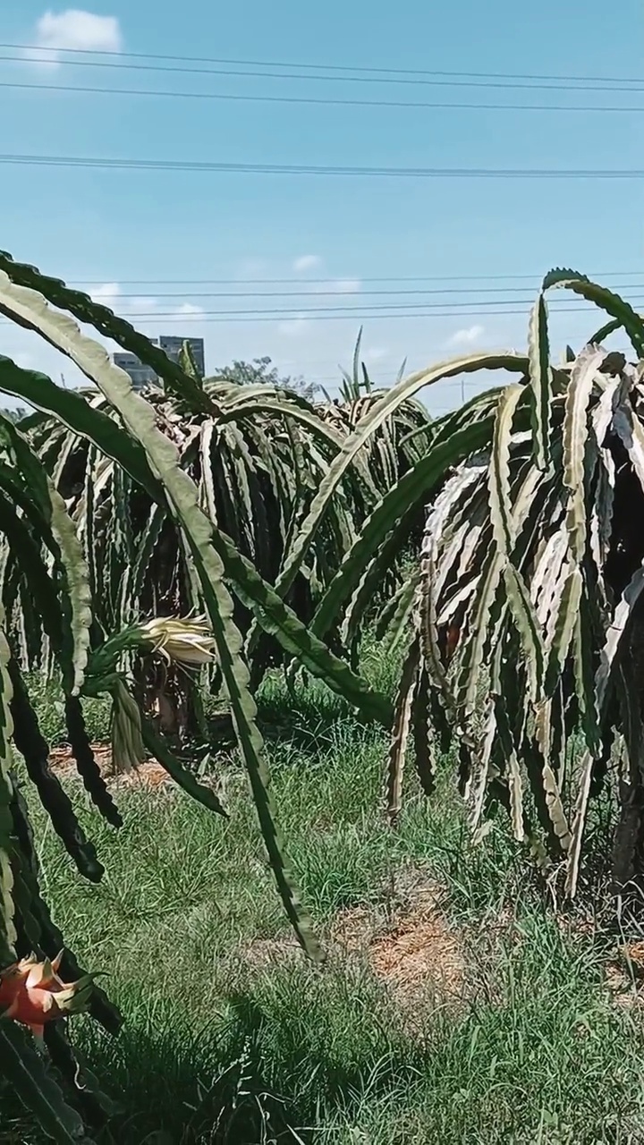 火龙果，越南潘提的热带龙果田视频素材