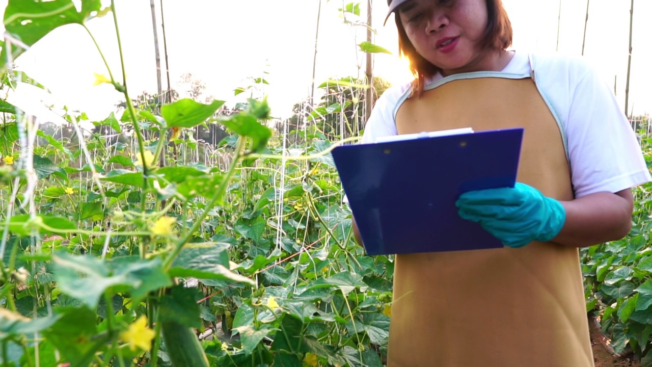 妇女农民散步检查黄瓜园在日落视频素材