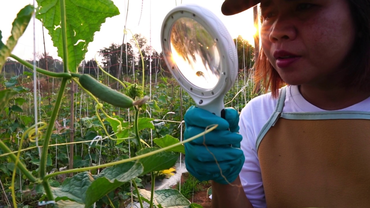妇女农民散步检查黄瓜园在日落视频素材