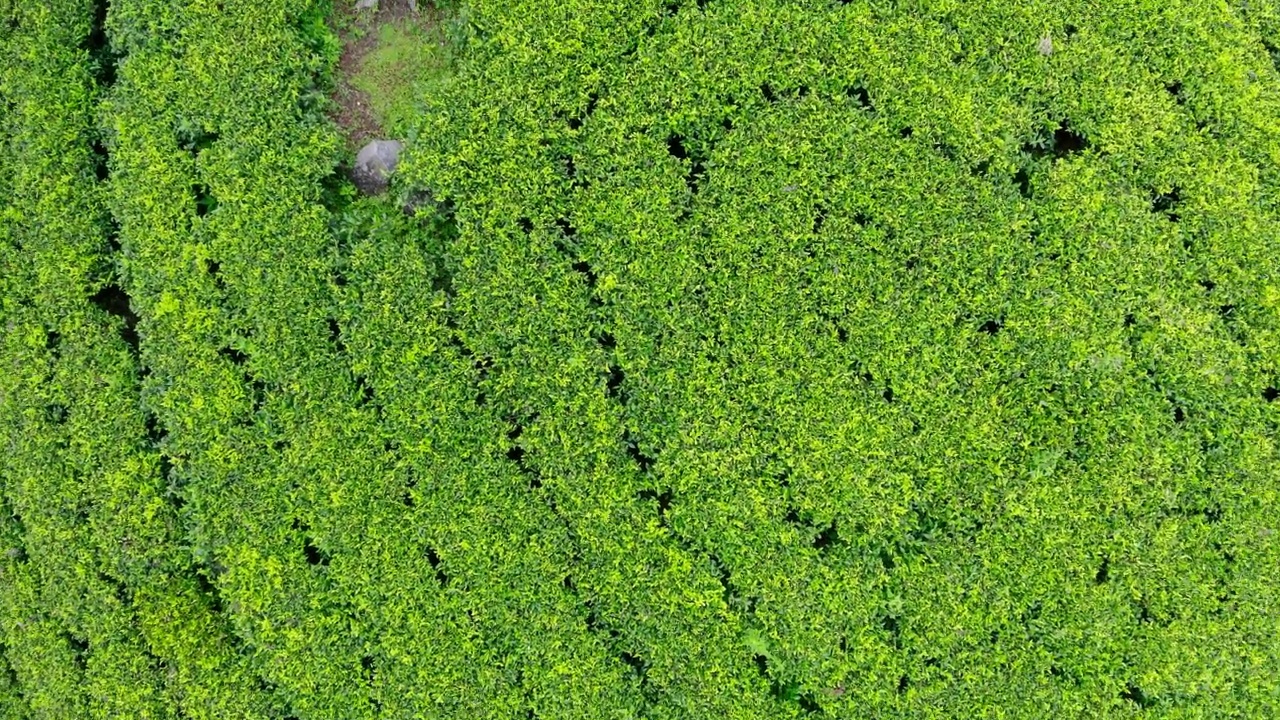 锡兰绿茶种植园飞行无人机观看4K镜头。异国旅游或茶叶种植农业的概念。Haputale,斯里兰卡。视频素材