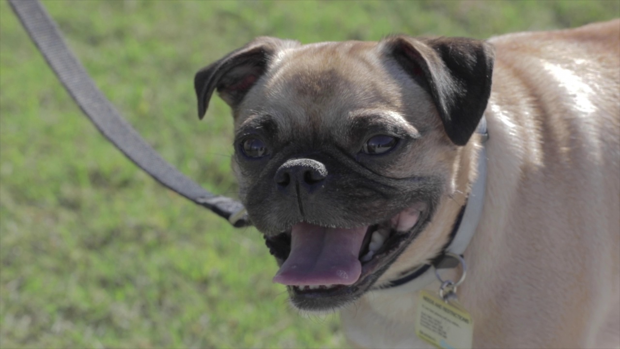 快乐的哈巴狗带着大大的微笑舔着它的嘴唇视频素材