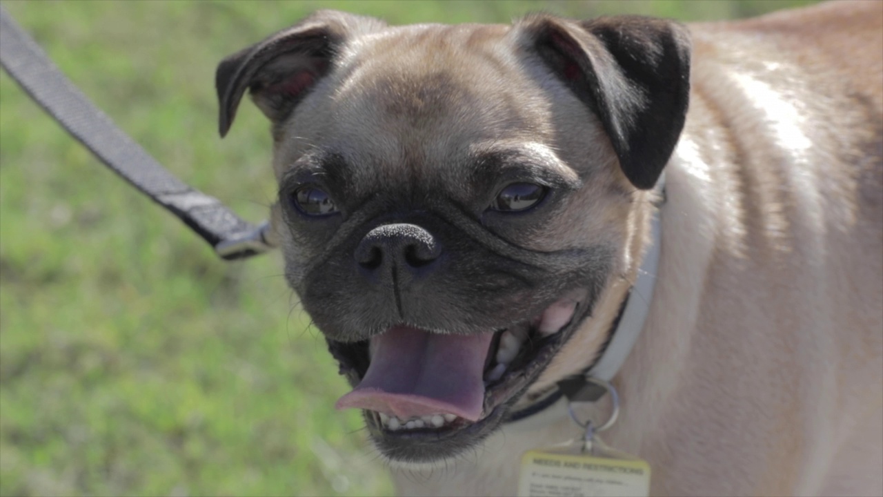 快乐的哈巴狗，带着大大的微笑视频素材