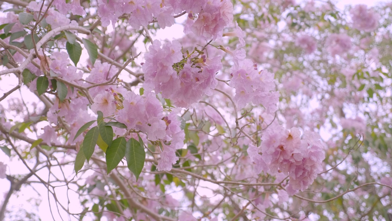 粉红色的樱花在风中摇曳的特写视频素材