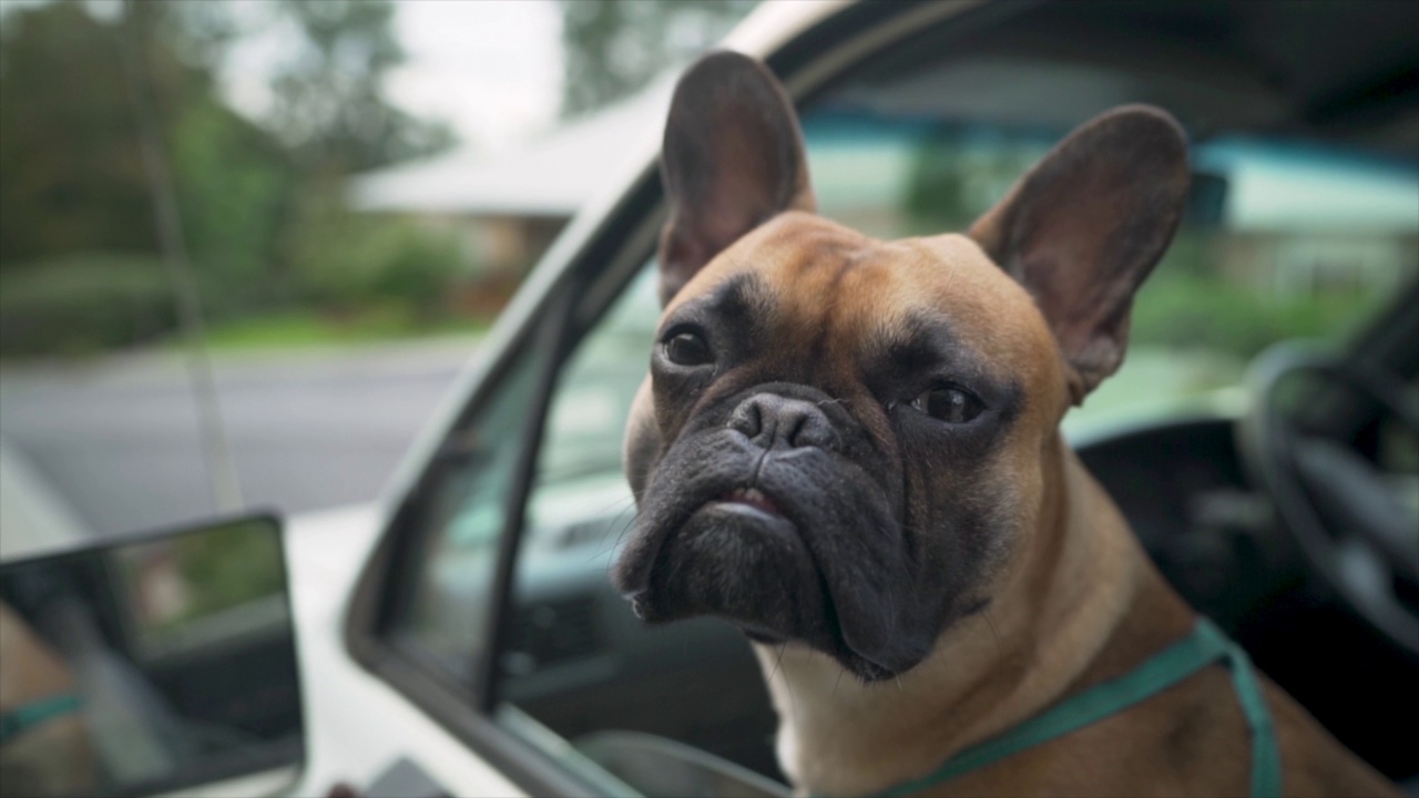 一只法国斗牛犬从车窗往外看视频素材