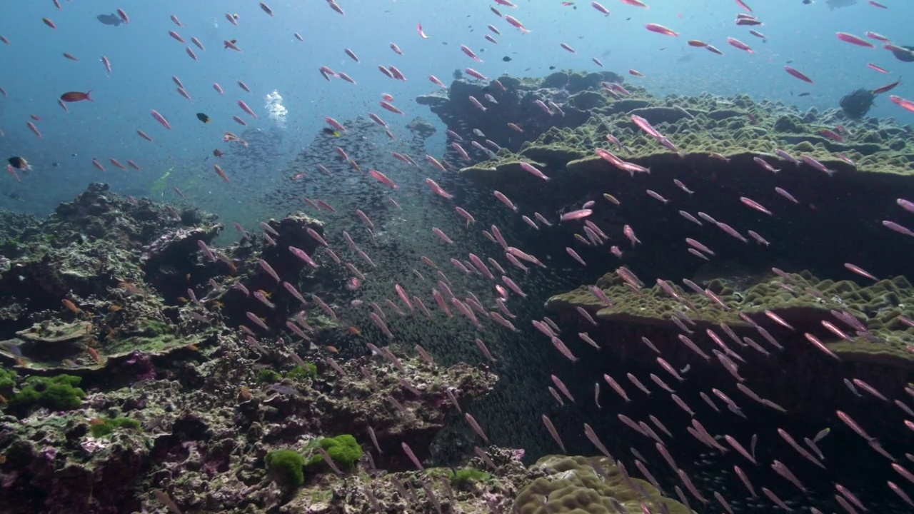4k水下背景场景，珊瑚礁上的鱼群视频素材