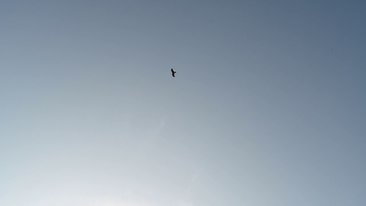 一只在天空中飞翔的鹰视频下载