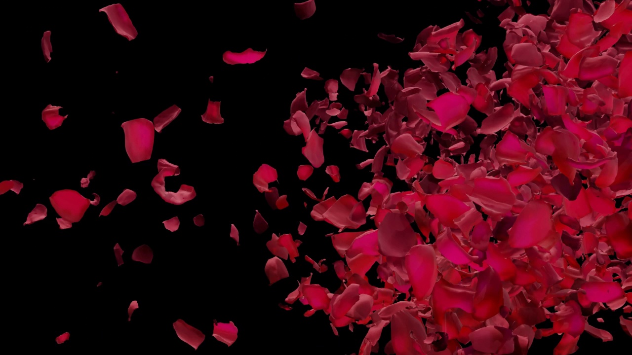 红玫瑰花瓣从空中过渡视频下载