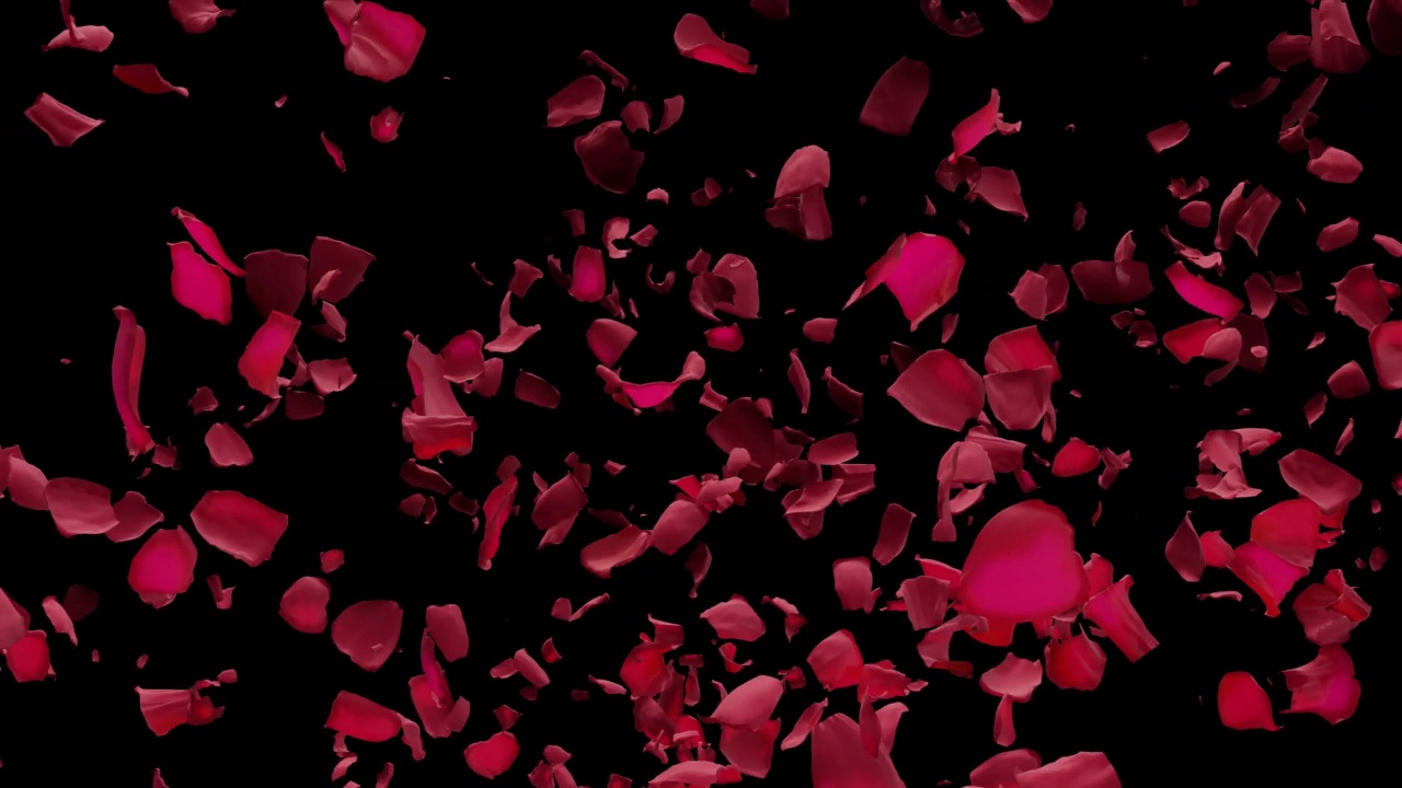 红玫瑰花瓣从侧面飞舞过渡视频下载