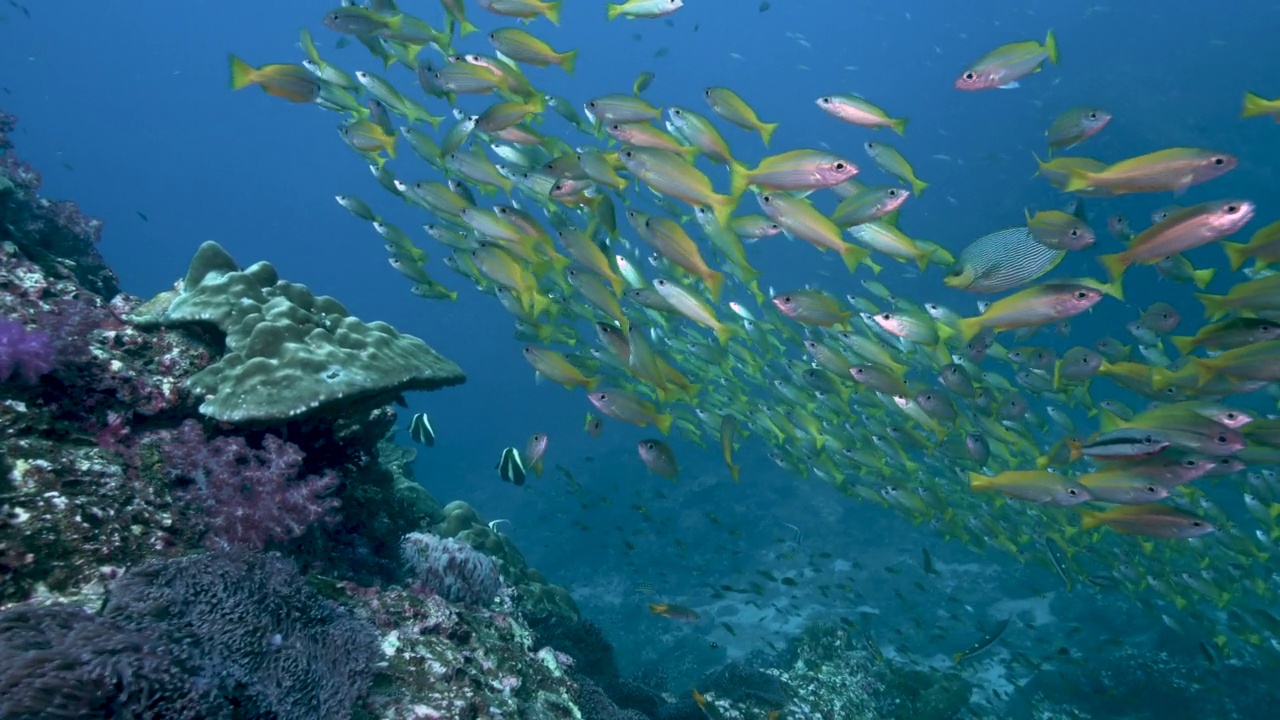 泰国野生大眼鲷鱼视频素材