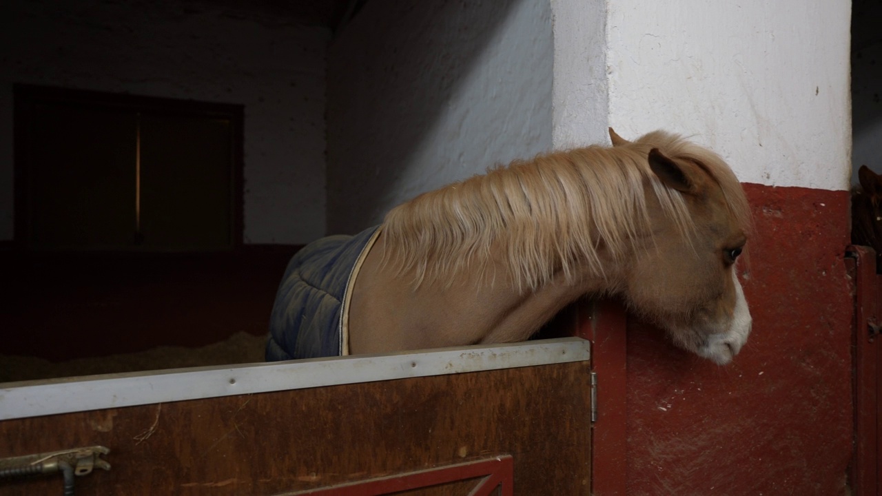 小马驹的头透过荷兰门在一个农场视频素材