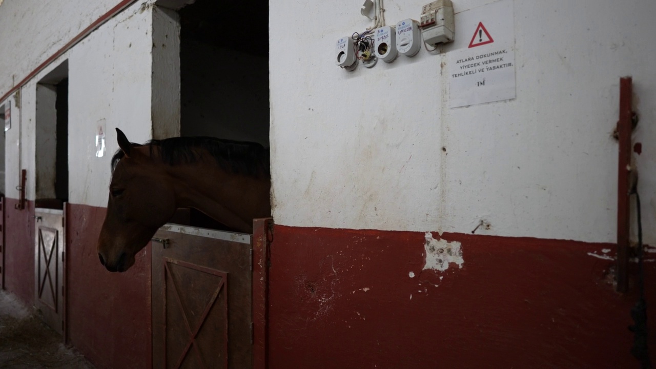 一匹棕色的马从马厩的窗户向外看。视频素材