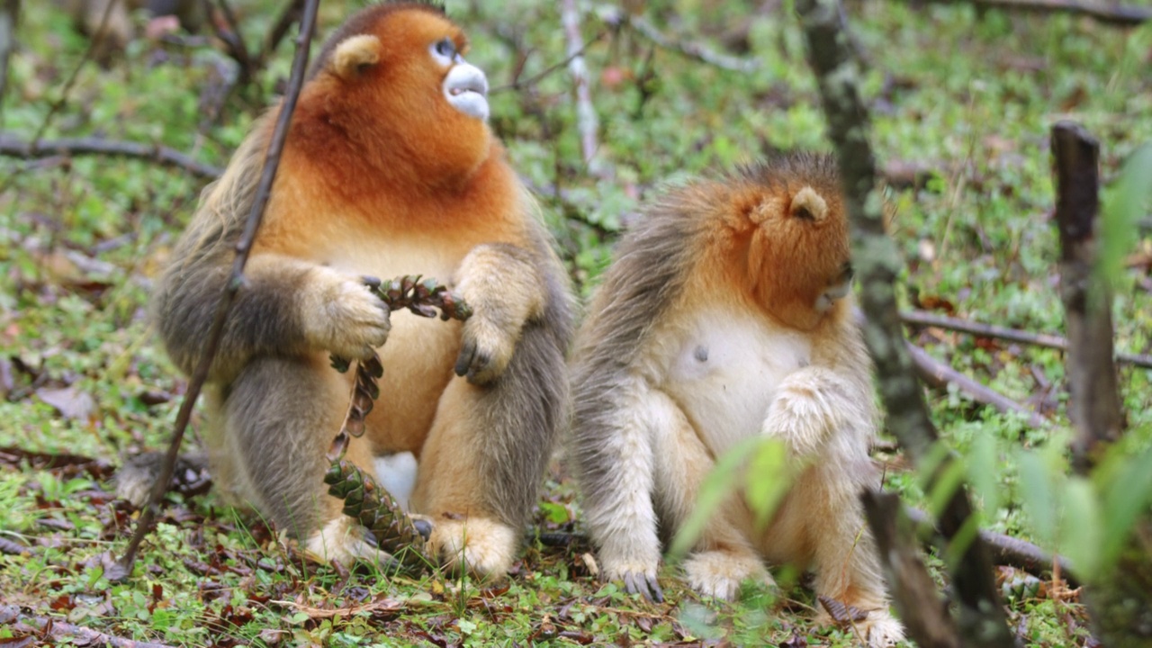 两只金丝猴在森林里觅食视频下载