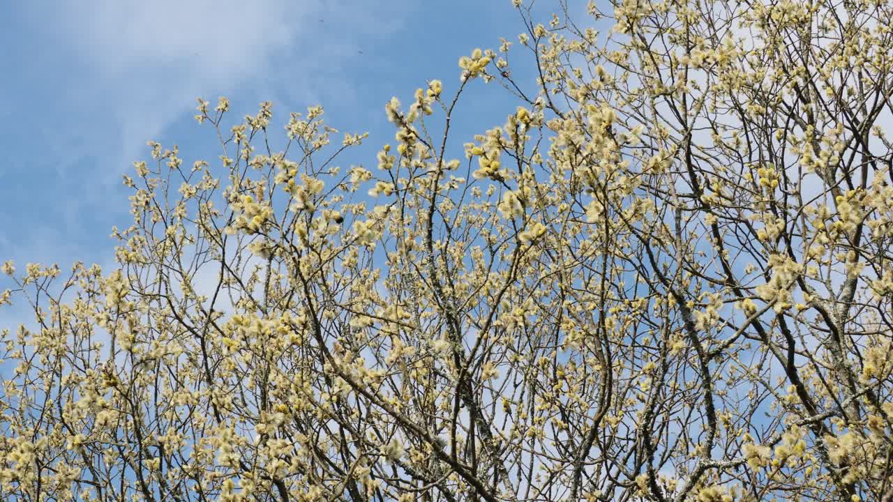 英国湖区安布尔塞德的柳树上，大黄蜂正在采集花粉。视频素材