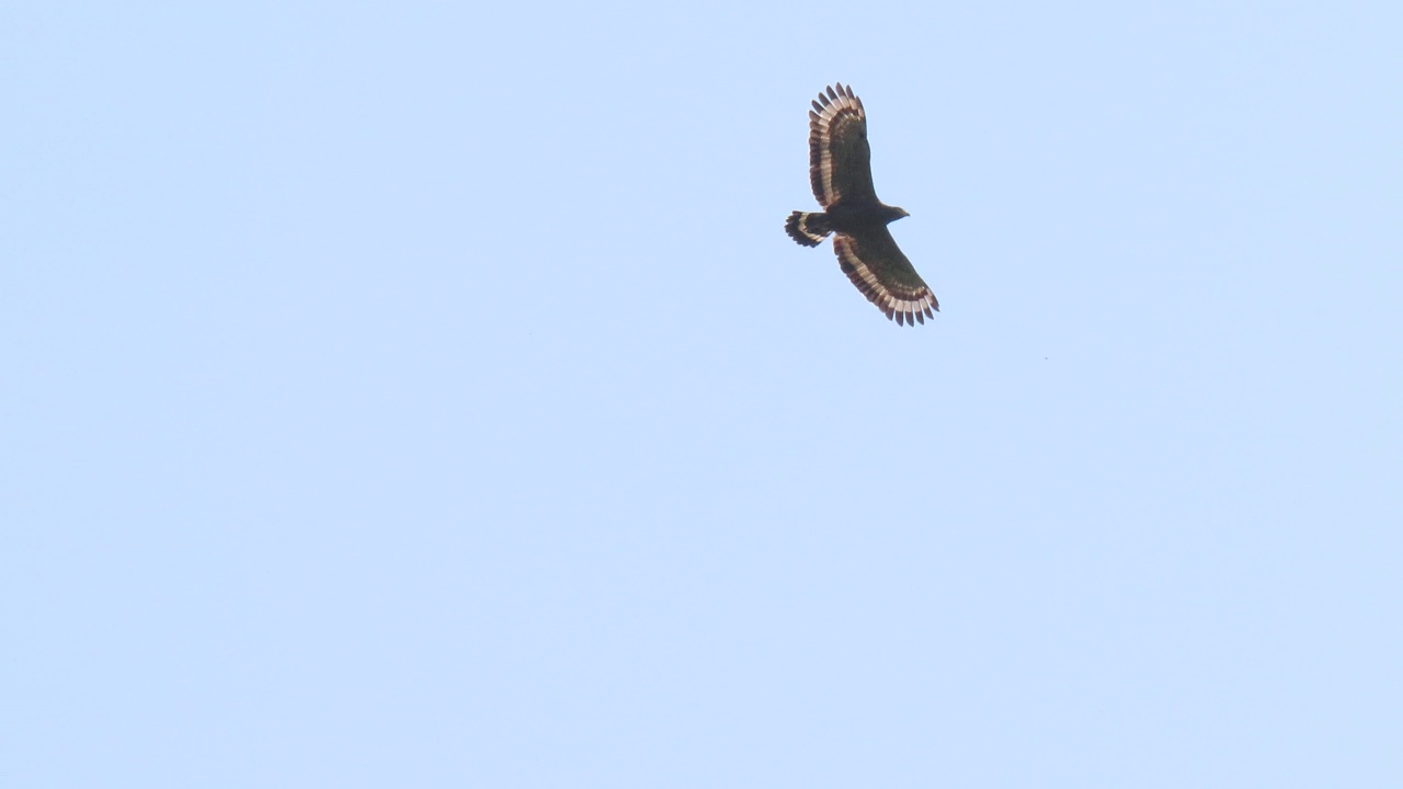 有冠蛇鹰(cheela)飞行视频素材