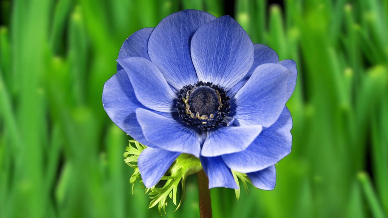 蓝色的花银莲花开放在时间推移上的绿草生长的背景。摄影棚里的紫风花。2022年最佳颜色非常佩里视频下载