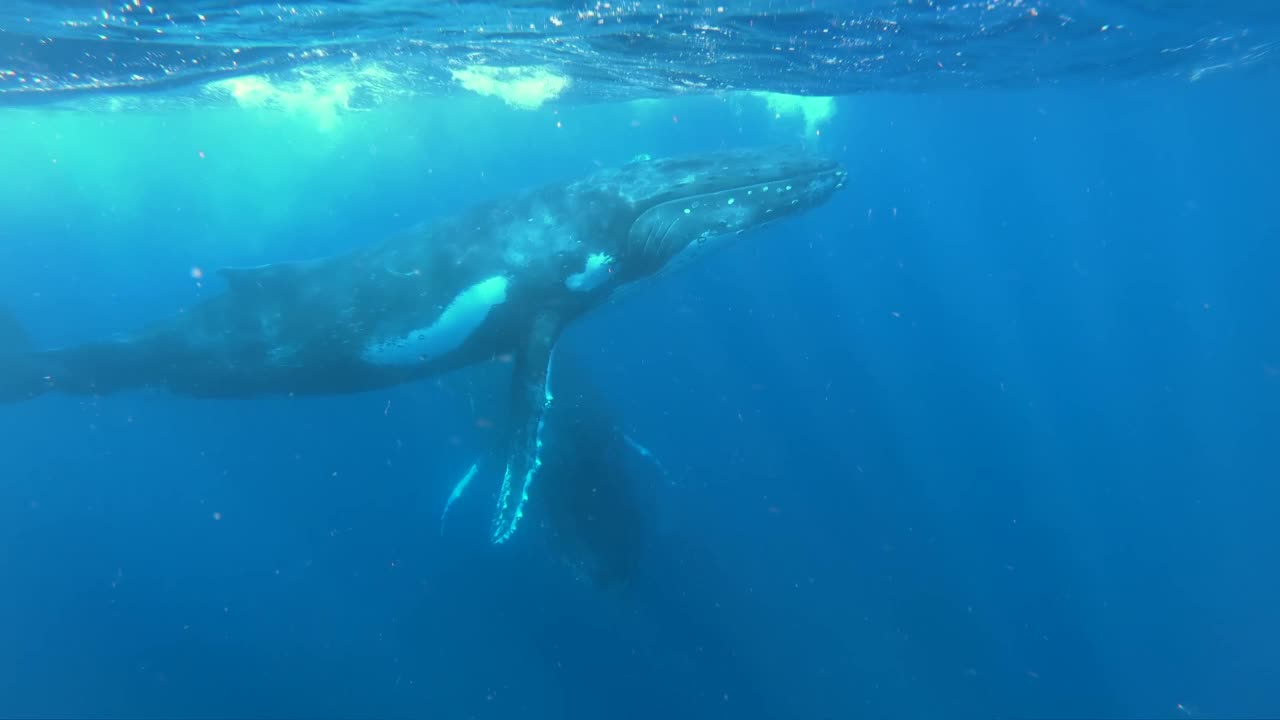 太平洋海底座头鲸母子的特写镜头。视频下载