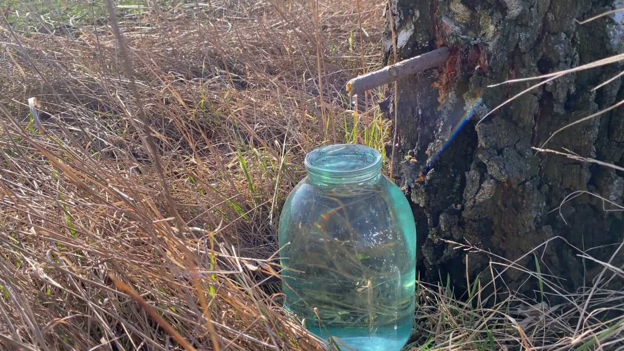 在春天的田野里提取桦树汁视频下载