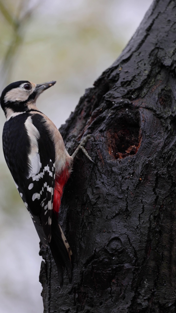 大斑点啄木鸟在树干上的垂直视频视频素材