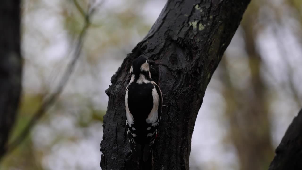 大斑点啄木鸟在树干上觅食视频素材