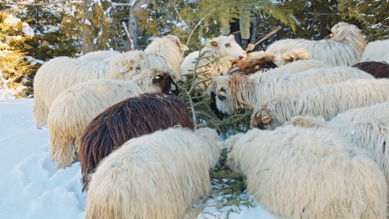 羊养殖。牧羊人带着羊群在雪山的牧场上吃草。传统畜牧业。视频素材
