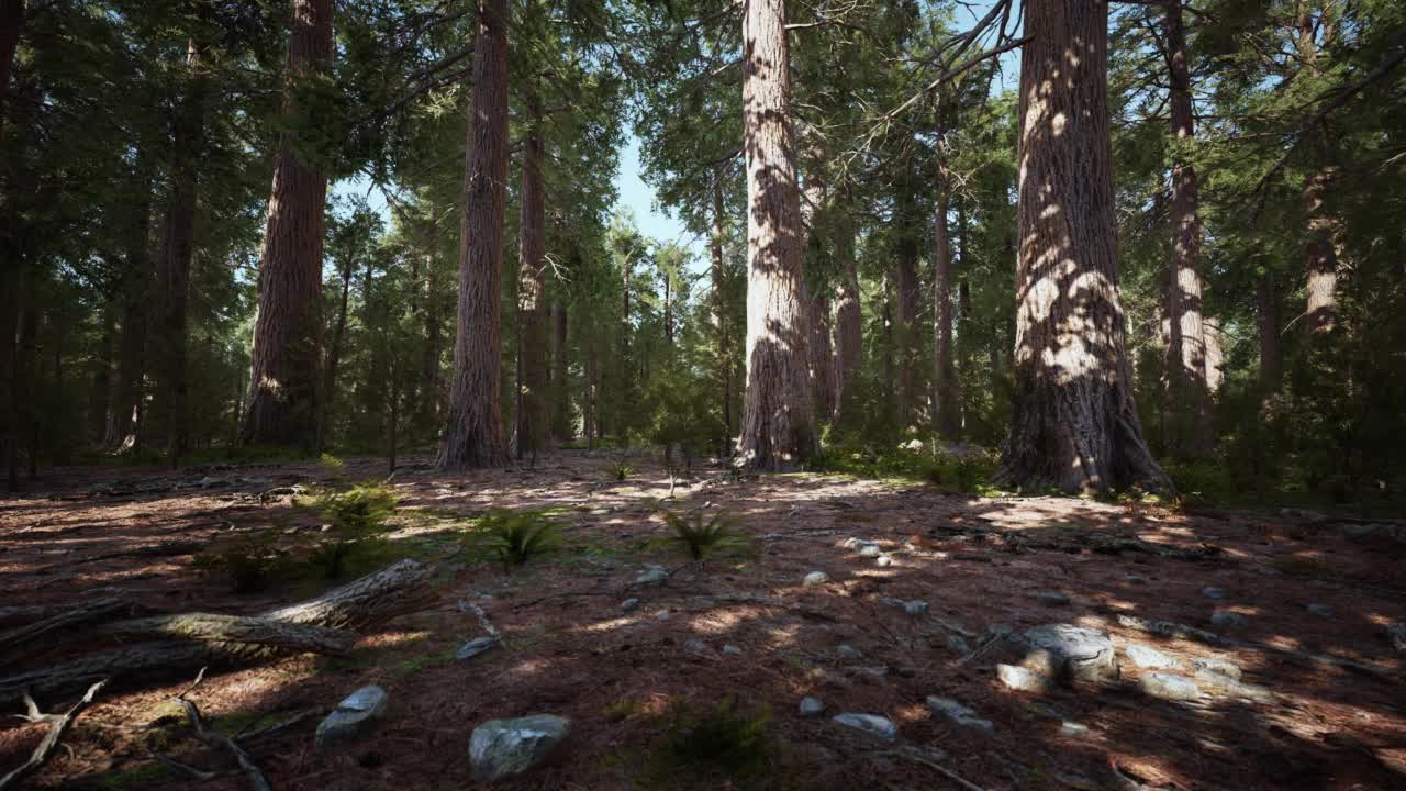 美国加州红杉国家公园的巨型红杉视频素材