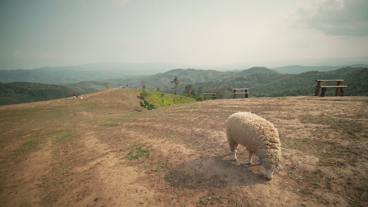 羊群在山上视频素材