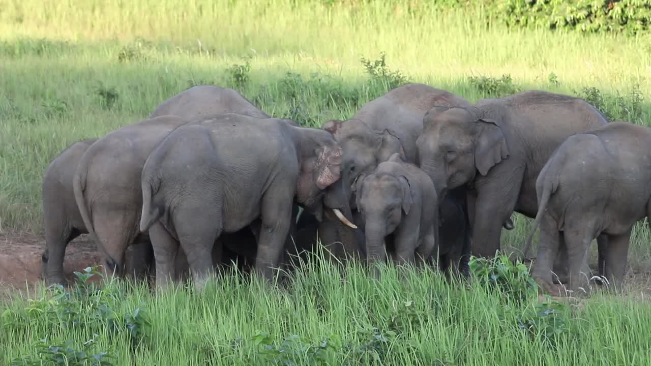 亚洲象群在野外吃绿草视频素材