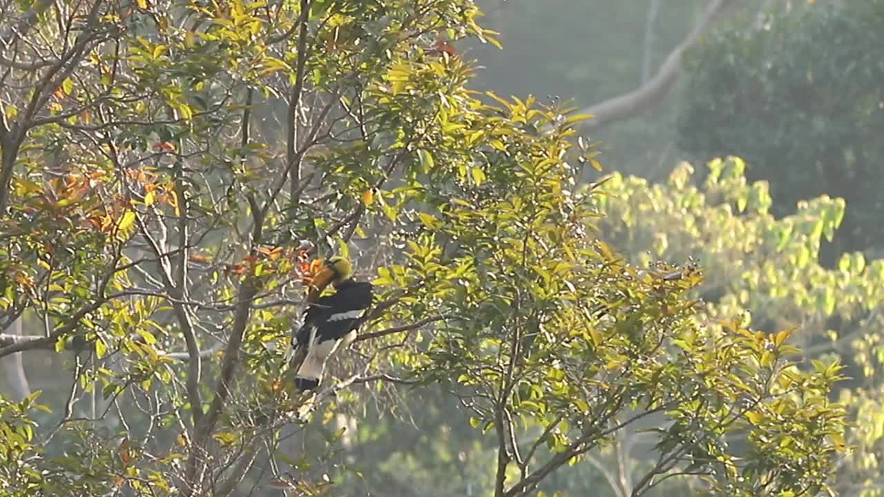 热带雨林中的大犀鸟视频素材